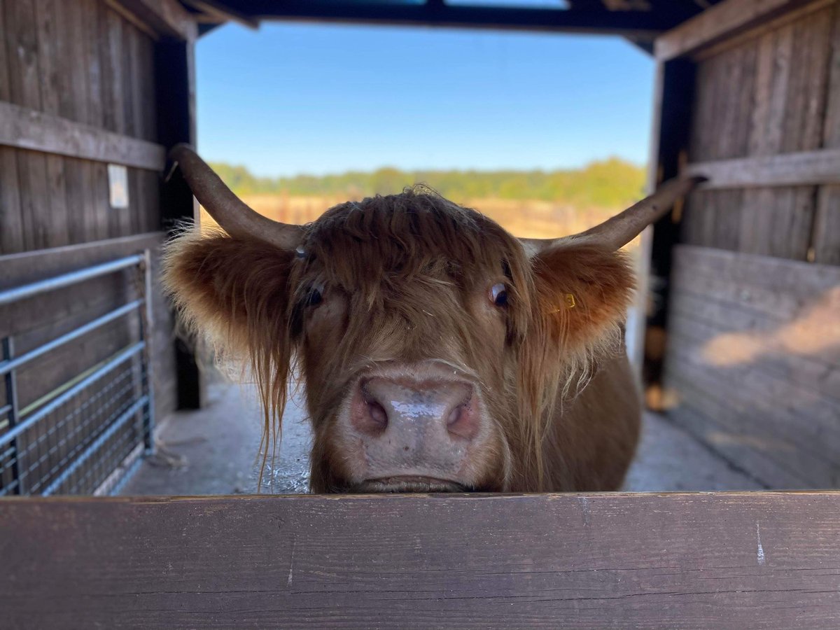 Agnes the ever curious cow with the boopable snoot 😍

#noahsarkzoofarm #bristol #somerset #highlandcows #cows #cowlove #family #dayoutwithkids #boop #fridayfeeling #cuteanimals