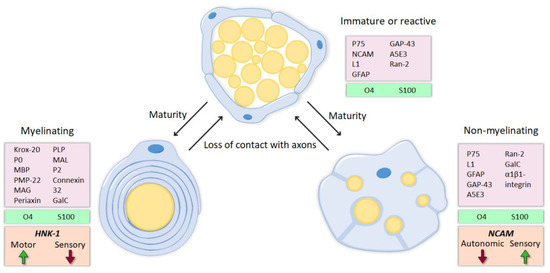 "#SchwannCell Role in Selectivity of #NerveRegeneration" from Bolívar et al.
#cellsmdpi #cellbiology #axon #neuroscience

Full text: mdpi.com/2073-4409/9/9/…