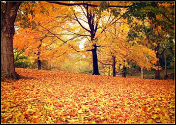 Meadowside.Buttercups tweet media