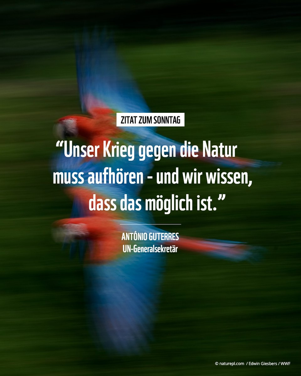 WWF_Deutschland's tweet image. 🇧🇷 Heute sind Präsidentschaftswahlen in #Brasilien - und die sind entscheidend für die Zukunft unseres Weltklimas! Vom Ausgang der Wahlen hängt ab, ob der #Amazonas noch zu retten ist. 🌎🙏🌴