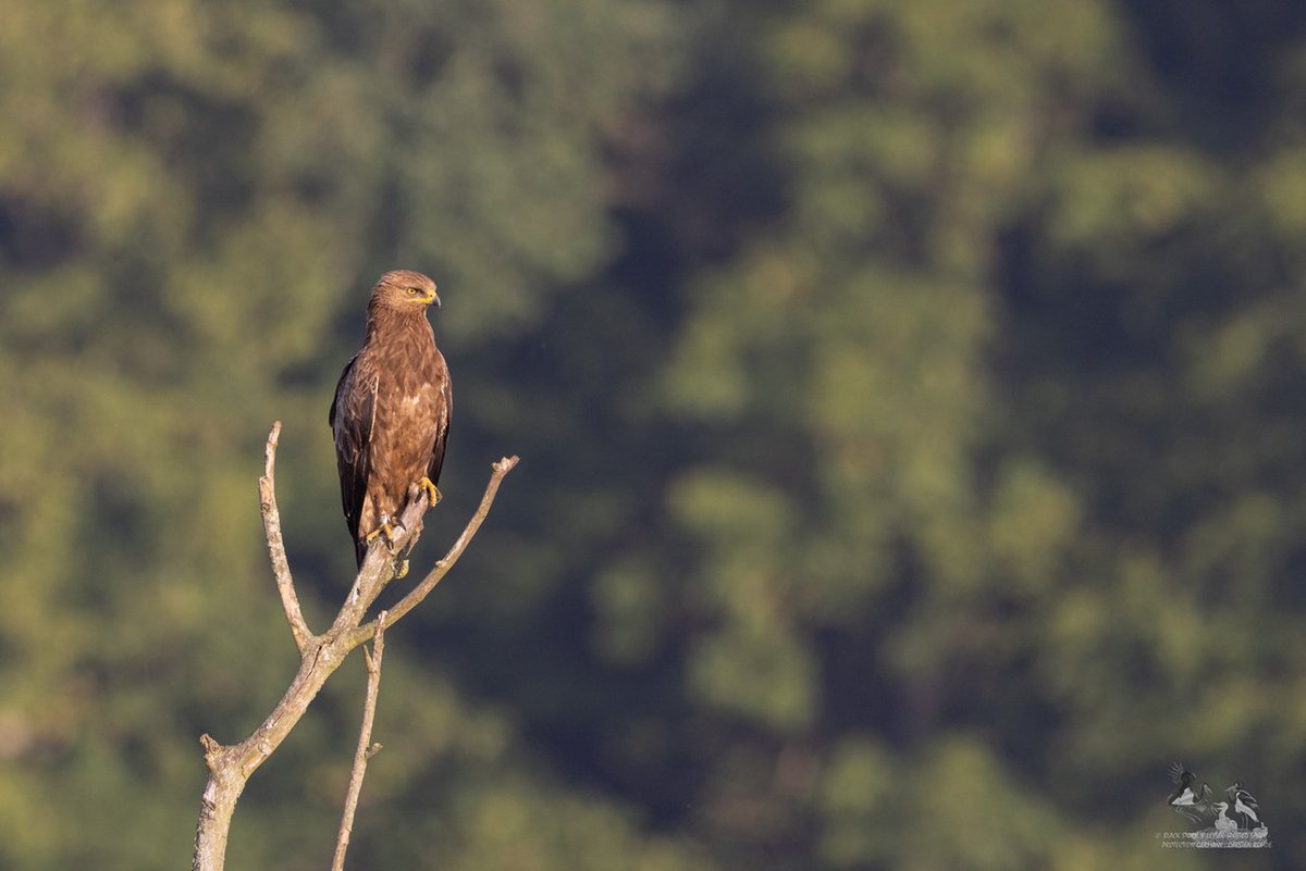 succow_stiftung's tweet photo. Gemeinsam zum #TagderDeutschenEinheit das Wilde #Wasdow #retten. Als Treuhandfläche aus dem DDR-Vermögen wurde der #Wald uns im Rahmen des Programmes  #NationalesNaturerbe anvertraut. Doch die sich friedlich entwickelnde #Wildnis ist bedroht: https://t.co/U742hrpZWz (c) Rohde https://t.co/TN0isBQu9i
