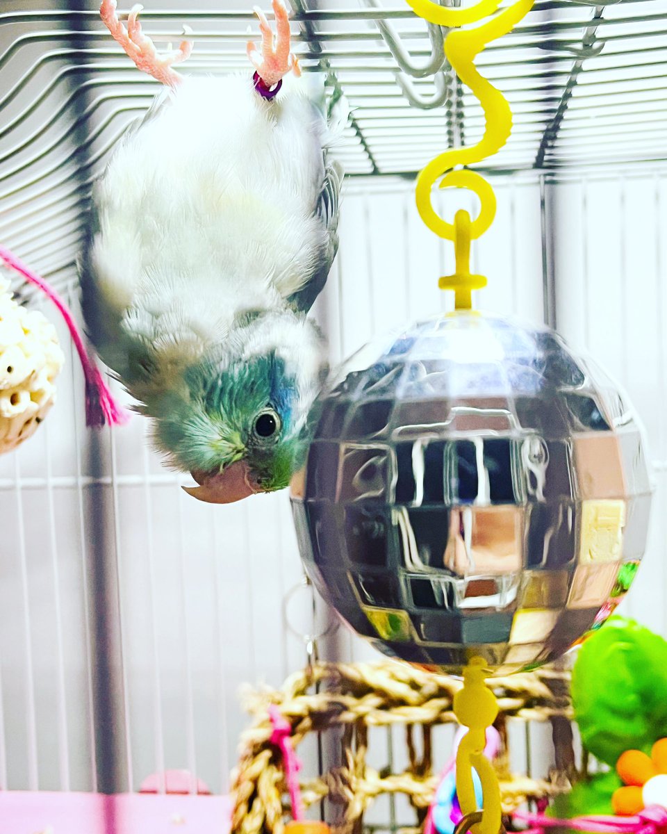 PaxMule's tweet photo. How do you start your day? #Apollo hangs upside down to play! 

#iprefercoffee #parrotletsofinstagram #birb https://t.co/rjdd0Gewoj