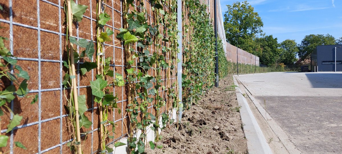 In Zierikzee hebben wij samen met <a href="/VanDijkMaasland/">Van DIjk Maasland BV</a>  langs het laad- en losterrein van <a href="/LidlNederland/">Lidl Nederland</a> een 4 meter hoge Greenwall Cassette 400 geplaatst.
Uiteraard hebben we alle schermen voorzien van klimplanten voor een mooie groene uitstraling!