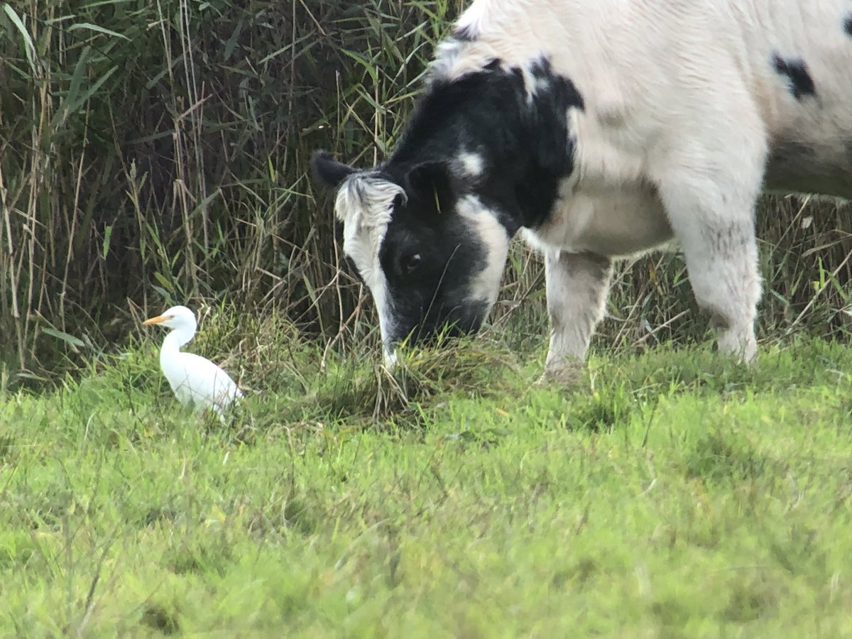cianbirder's tweet photo. Very nice to pick up this cattle egret this evening at the south end of Cahore Marsh, Wexford with cattle. #birdfinding @BirdGuides https://t.co/WW3fka0cBb