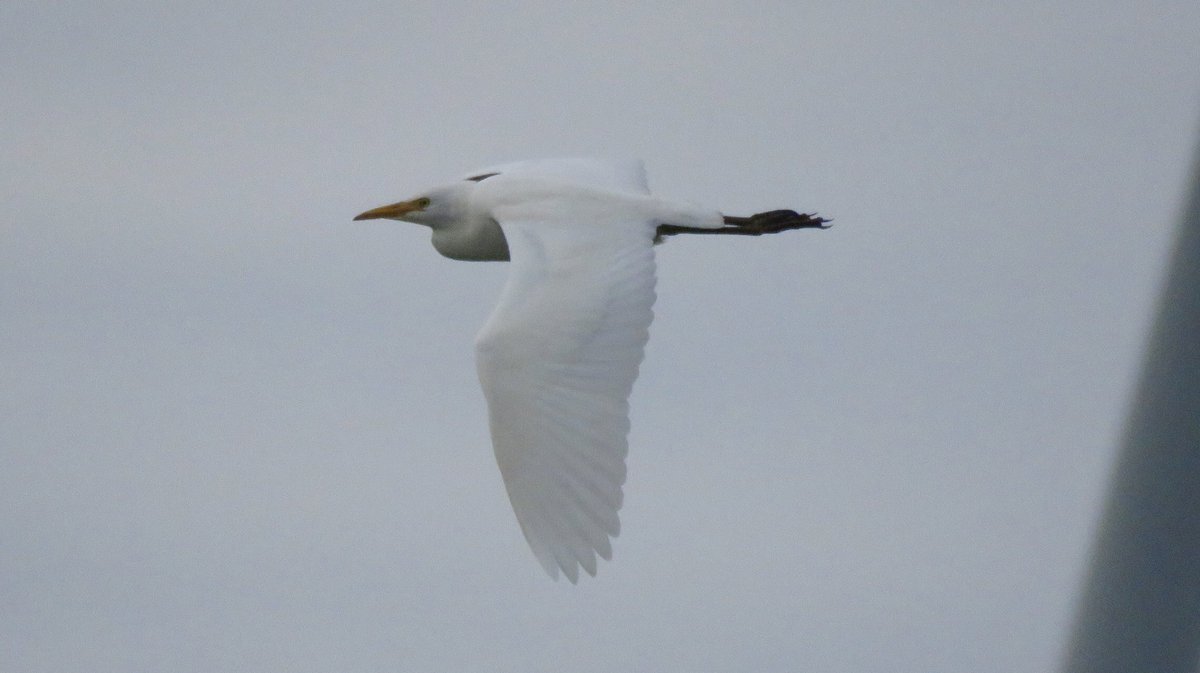 cianbirder's tweet photo. Very nice to pick up this cattle egret this evening at the south end of Cahore Marsh, Wexford with cattle. #birdfinding @BirdGuides https://t.co/WW3fka0cBb