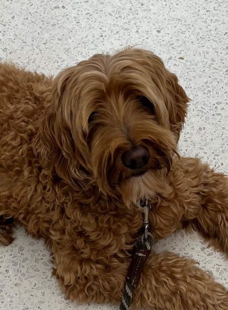 KimFogarty's tweet photo. @beagle_boi Just Doggie! https://t.co/bmHtFXW1N9