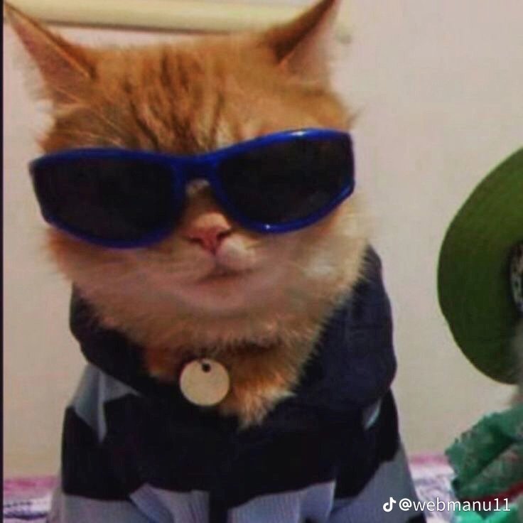 SchenkelArthur's tweet photo. Eu e minha gatinha arrumados pra sair https://t.co/NHz6h3wJhk