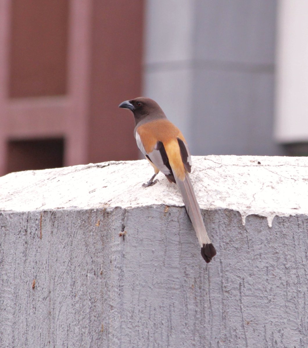 Rufoustreepie, morning visitors #IndiAves #nature #birdwatching