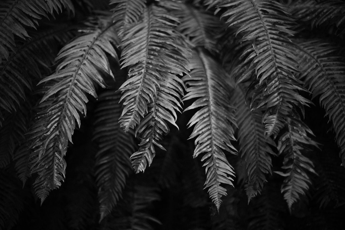 ghostshaped's tweet image. It’s been the worst month of my life. Took a walk yesterday and made some frames.