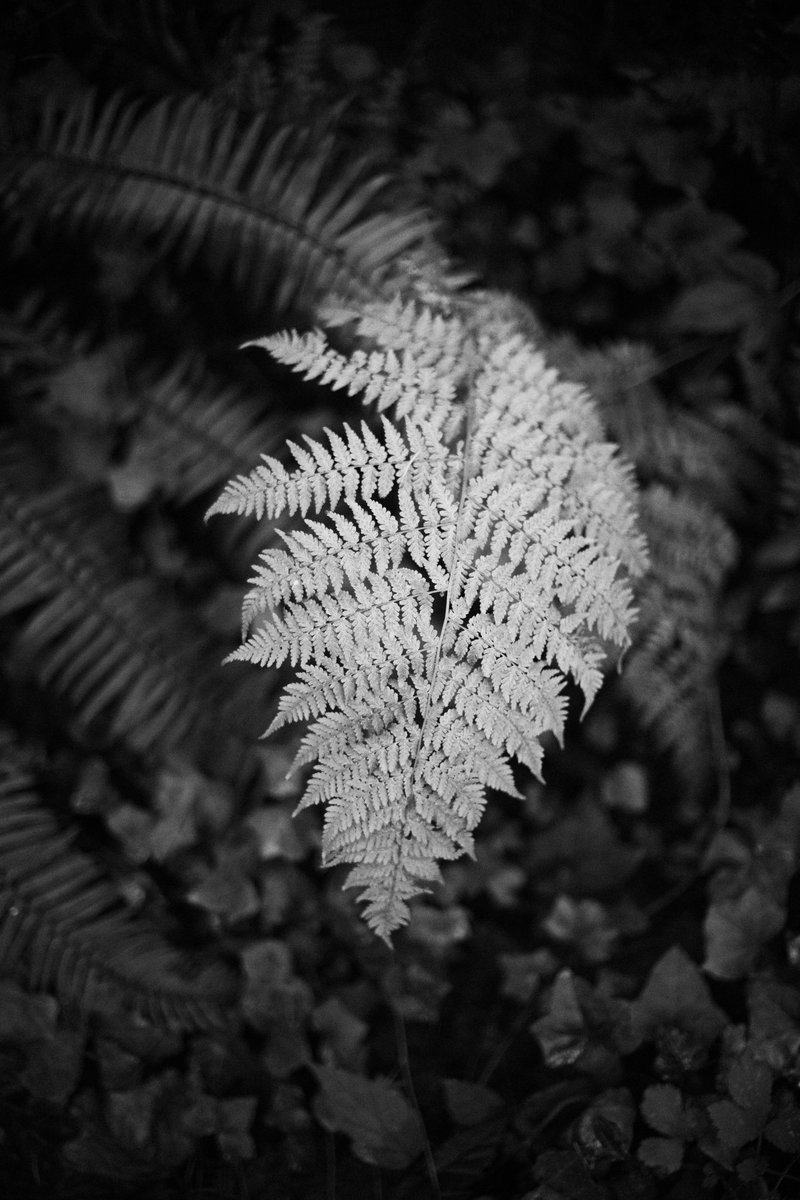 ghostshaped's tweet image. It’s been the worst month of my life. Took a walk yesterday and made some frames.