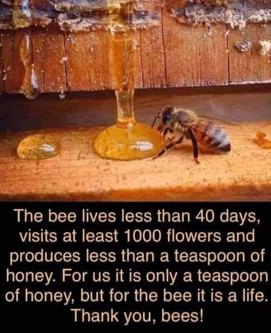 Bees will soon be gone forever 
Today I saw a hedge that a few weeks ago, had been teeming with flowers and some Bees struggling to exist, today completely dead wiped out with pesticides 
Ban pesticides now