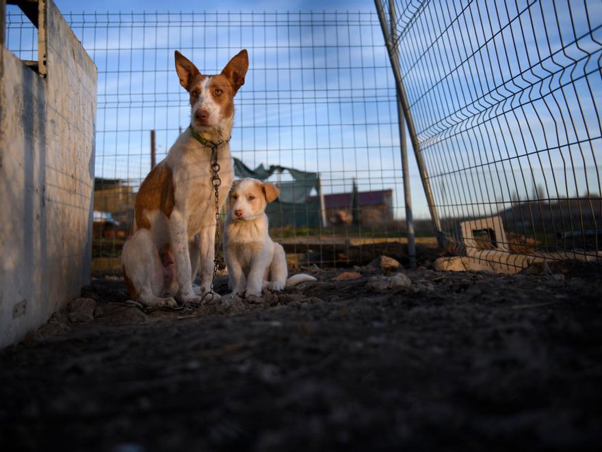 Una investigación desvela la realidad de los perros usados para cazar
eldiario.es/caballodenietz… en <a href="/CaballodeN/">Caballo de Nietzsche</a>