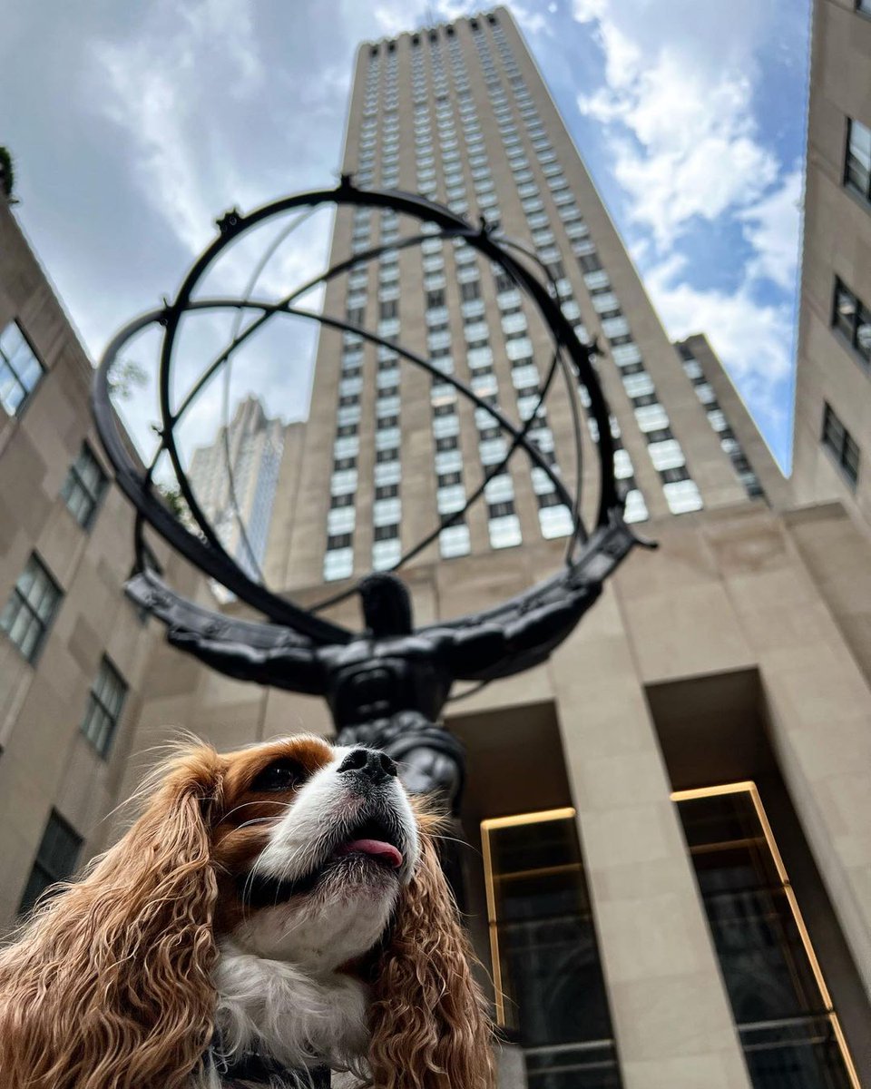 King Charles took in the sights in New York City 🐶 (📸 IG: lady_bianca_cav)