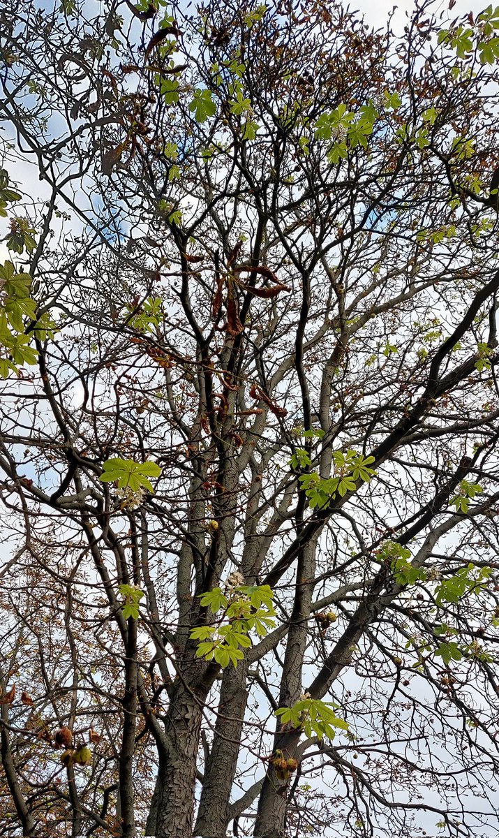 Blühende Kastanien im Herbst in Berlin. Die Bäume sind offenbar sehr gestresst.