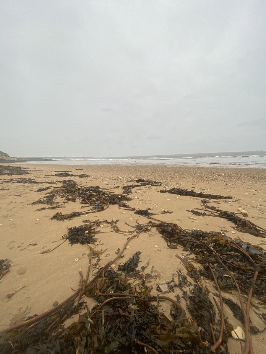 DurhamFocus's tweet photo. A solitary stroll along our fab coast today, a tad wet and windy but very refreshing!! (It’s all about the clothes!) @SunderlandEcho @SunderlandUK @RokerPier @necoasthour @NECoastNetwork #rainyday #splashinginpuddles https://t.co/j176VI7OVi