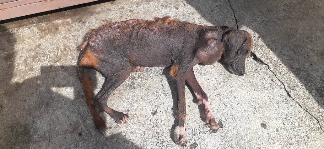 apoyocanino's tweet photo. Cada vez que donas a la Red de Apoyo Canino, por pequeño o grande de tu donativo lo transformamos en esto:
En atenciones veterinarias y cirugías gratuitas para perritos como Kengue. 
Kengue

Abrimos Hilo de amor https://t.co/Um7WXnF8cc