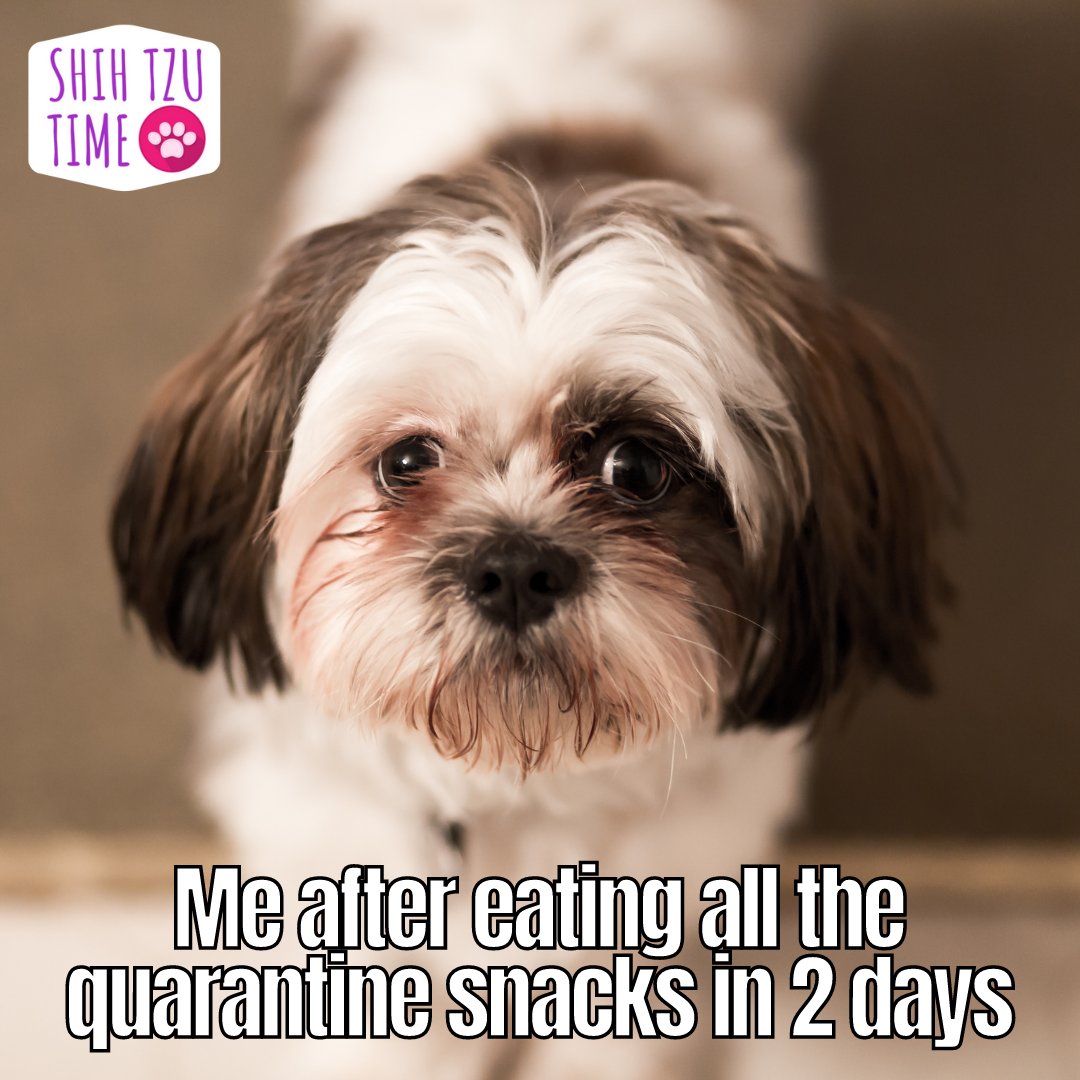 ShihTzuTime's tweet photo. Me after eating all the quarantine snacks in 2 .

#shihtzu #shihtzutime #shihtzutips #shihtzufood #shihtzuworld #shihtzudaily #shihtzulife #shihtzulove #shihtzunation https://t.co/sV3mCfwvfh
