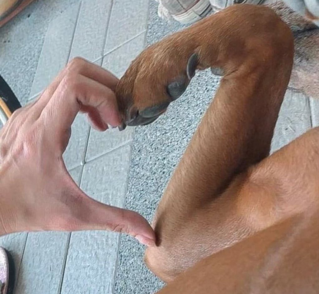 Pawderapp's tweet photo. Gerçek love 🫶🏻🥹 https://t.co/x0qrOkTxSU