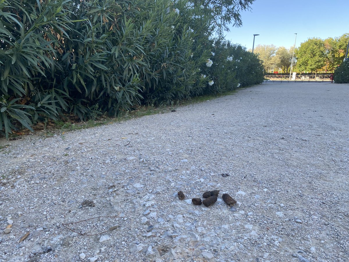 CipriPastrano's tweet photo. En el municipio de @RivasVaciamdrid los perros pueden hacer lo que quieran y donde quieran. Los niños no pueden ni jugar tranquilamente en los parques. #hastaloswebosdelosdueñosdeperros https://t.co/8PnMdKA2CF