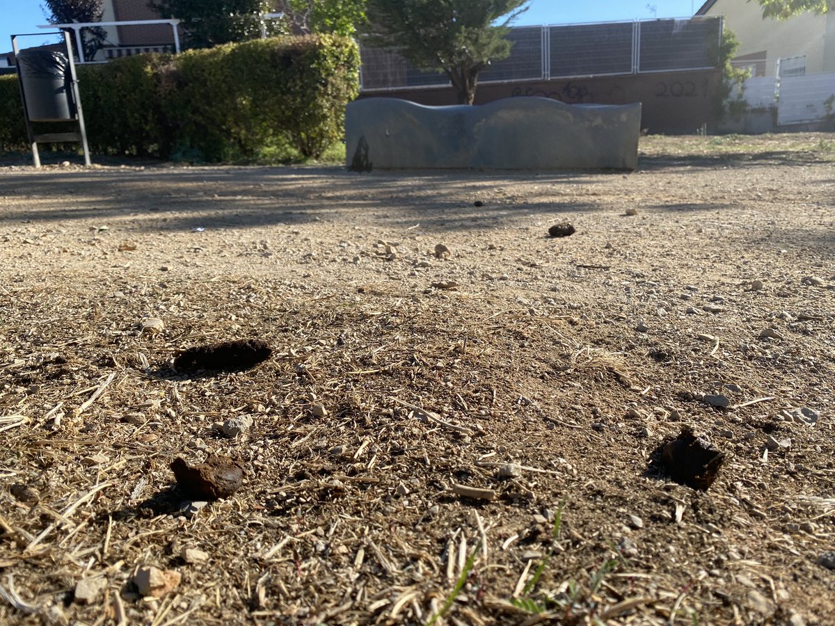 CipriPastrano's tweet photo. En el municipio de @RivasVaciamdrid los perros pueden hacer lo que quieran y donde quieran. Los niños no pueden ni jugar tranquilamente en los parques. #hastaloswebosdelosdueñosdeperros https://t.co/8PnMdKA2CF