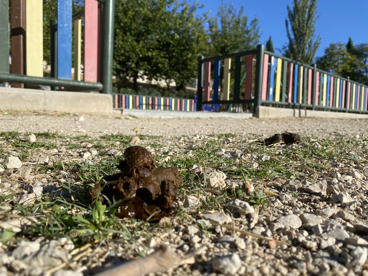 CipriPastrano's tweet photo. En el municipio de @RivasVaciamdrid los perros pueden hacer lo que quieran y donde quieran. Los niños no pueden ni jugar tranquilamente en los parques. #hastaloswebosdelosdueñosdeperros https://t.co/8PnMdKA2CF