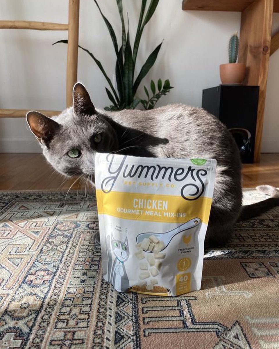 Yummerspets's tweet photo. When the Yummers arrives in the mail 🥰🐱 #yummerspets #CatsOfTwitter https://t.co/AtjqPuVkjg