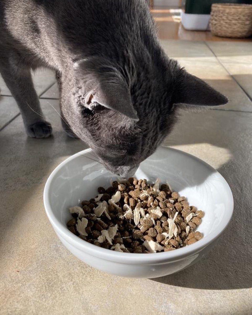 Yummerspets's tweet photo. When the Yummers arrives in the mail 🥰🐱 #yummerspets #CatsOfTwitter https://t.co/AtjqPuVkjg