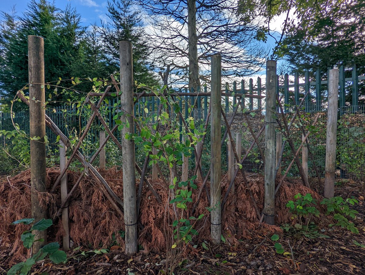 Camilla Thomas tweet media