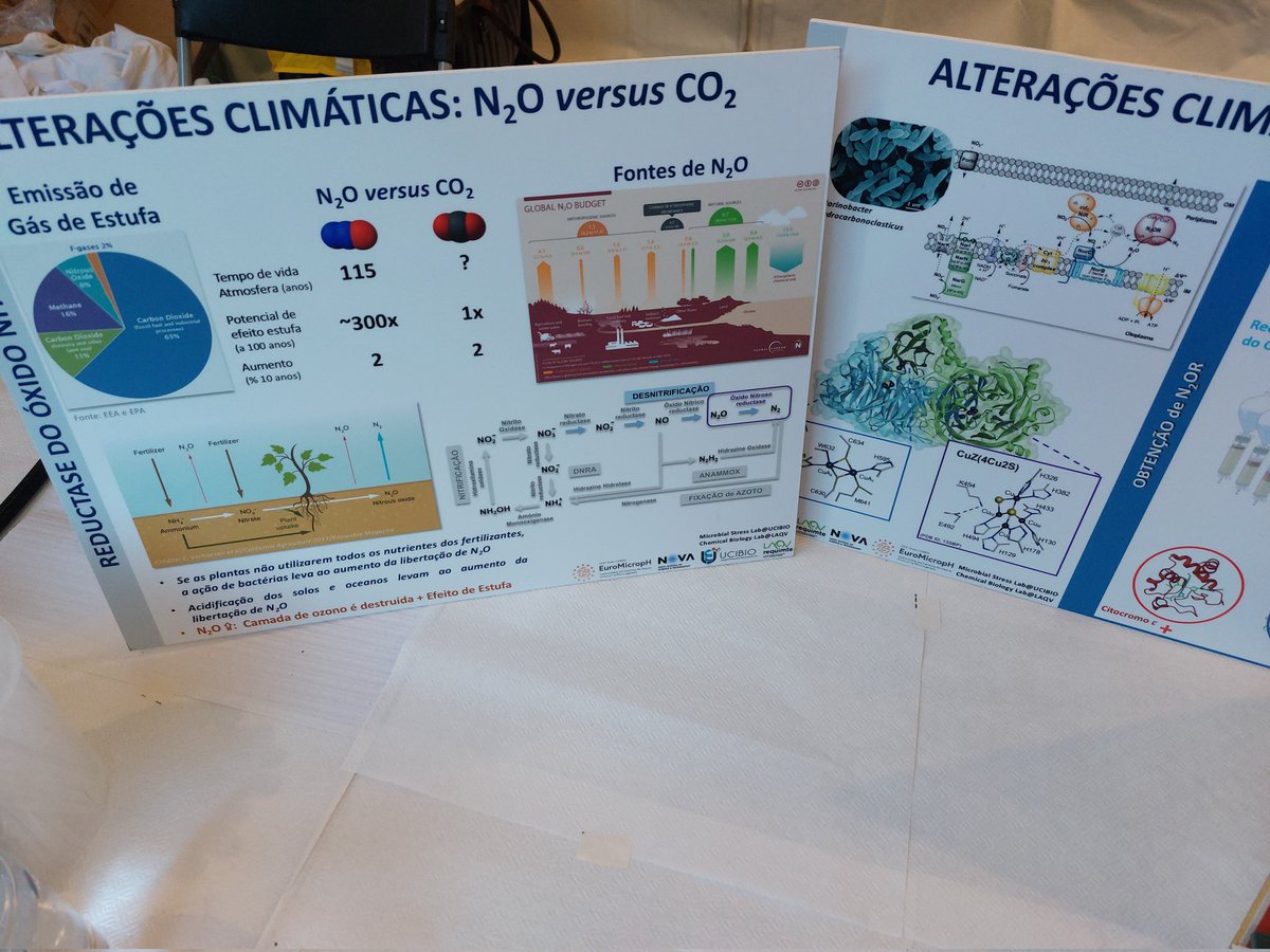 pauletasofia's tweet photo. European night of the researchers@Lisbon #EuroMicropH #N2O #lowpH #climate come and visit us!! https://t.co/vdedYrVkTu