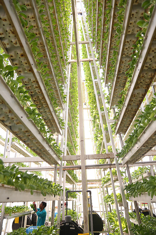 Good evening, If you are interested in modern vertical farming technology, like and retweet.