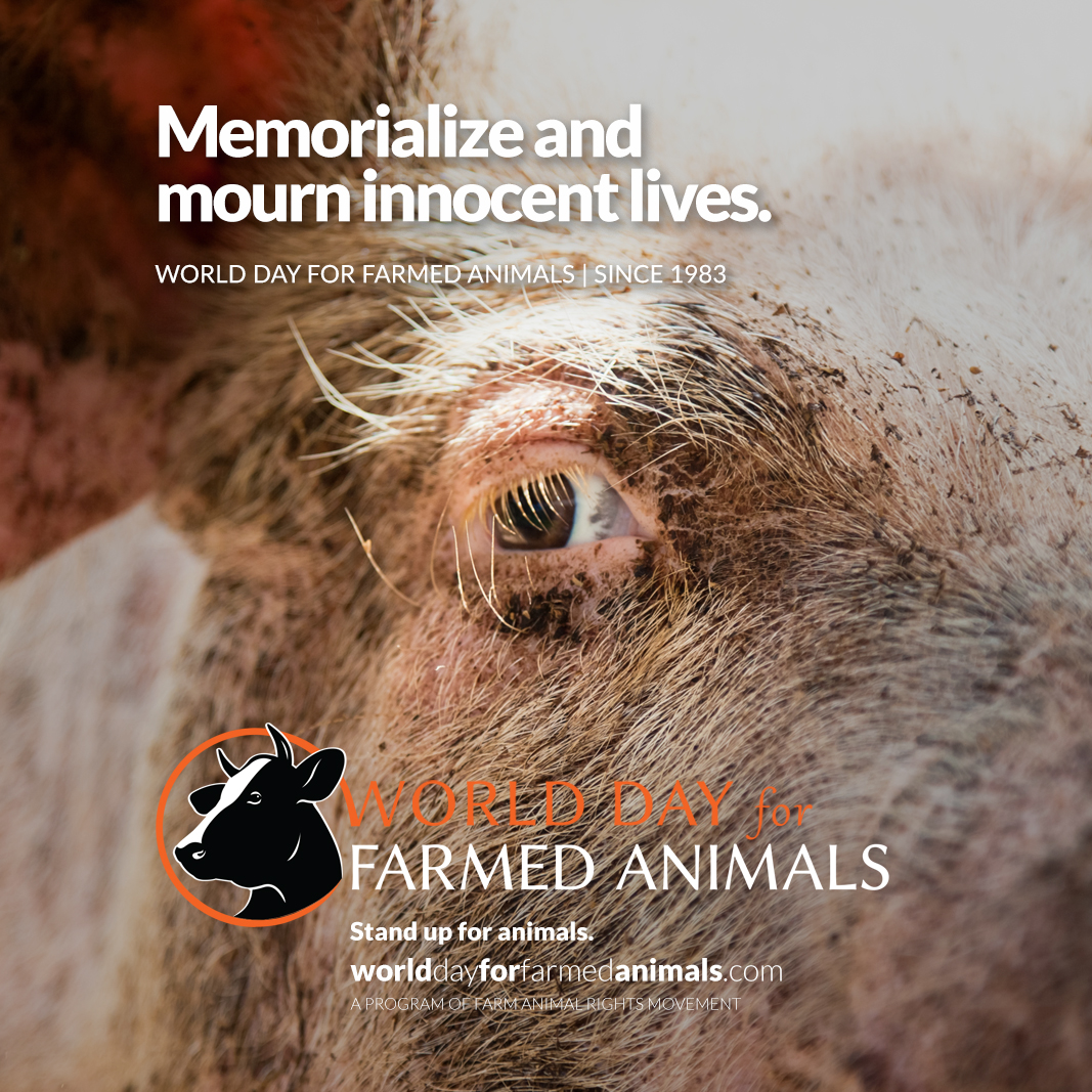FARM Animal Rights Movement on Twitter: 