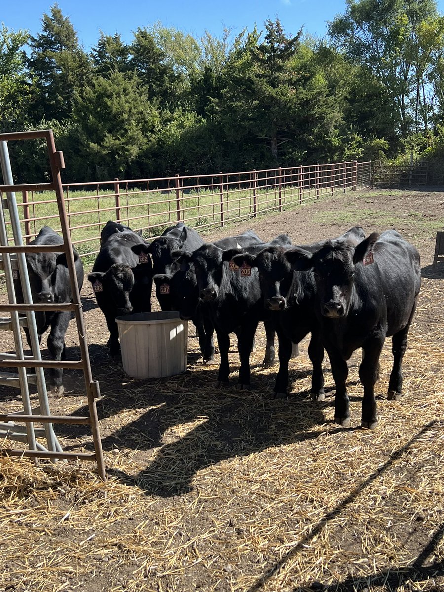 nickellcattle's tweet photo. Early weaned our calves this year. They are in the lot and doing great! https://t.co/Av2c5rAFwU