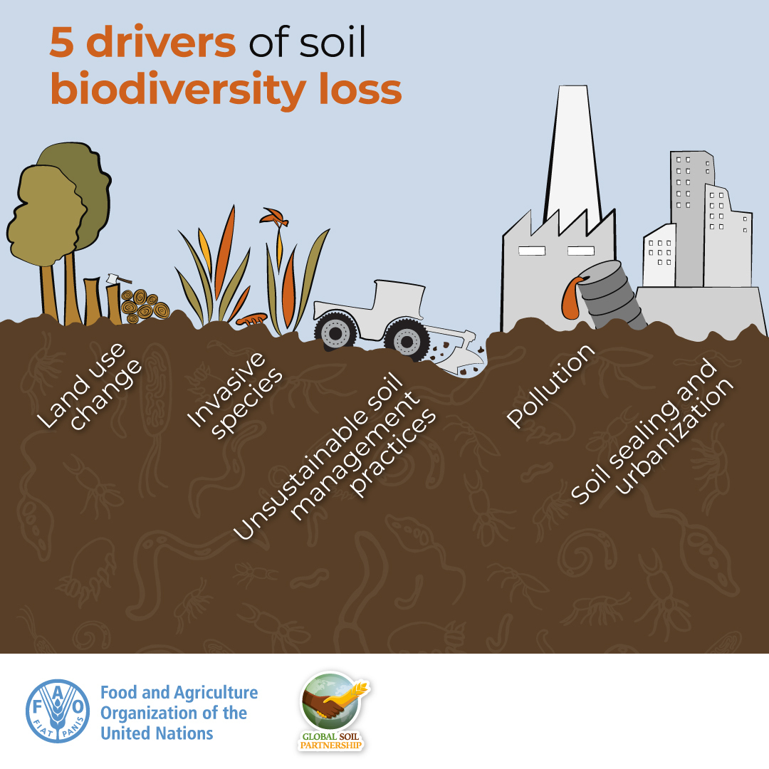 UNBiodiversity's tweet photo. According to @FAO, the top 5️⃣ drivers of soil #biodiversity loss are:

🏘 Land use change
🦟 #InvasiveSpecies
🚜 Unsustainable soil management practices
🏭 Pollution
🏢 Soil sealing and urbanization

Learn more #ForNature ➡️ https://t.co/pit87QV6v0 https://t.co/wRKGJzvagl