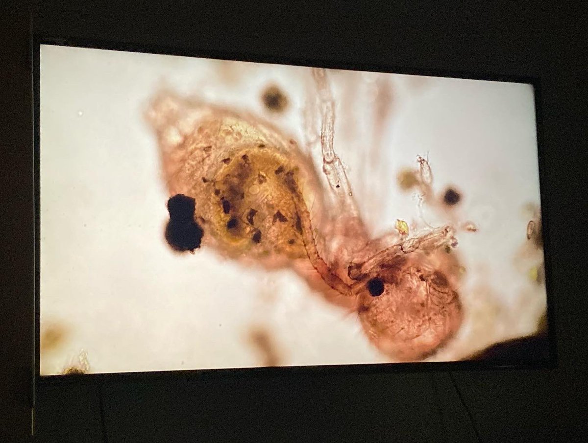 4kStem's tweet photo. Some more incredible photos after viewing everyday objects under the microscope. What do you think we’re looking at? Swipe to see Solana attempting to follow a speedy rotifer under the scope. @STEMcha 

#4kstem #microscopy #rotifer #science #sciencebeast https://t.co/IM8TIKeu0N
