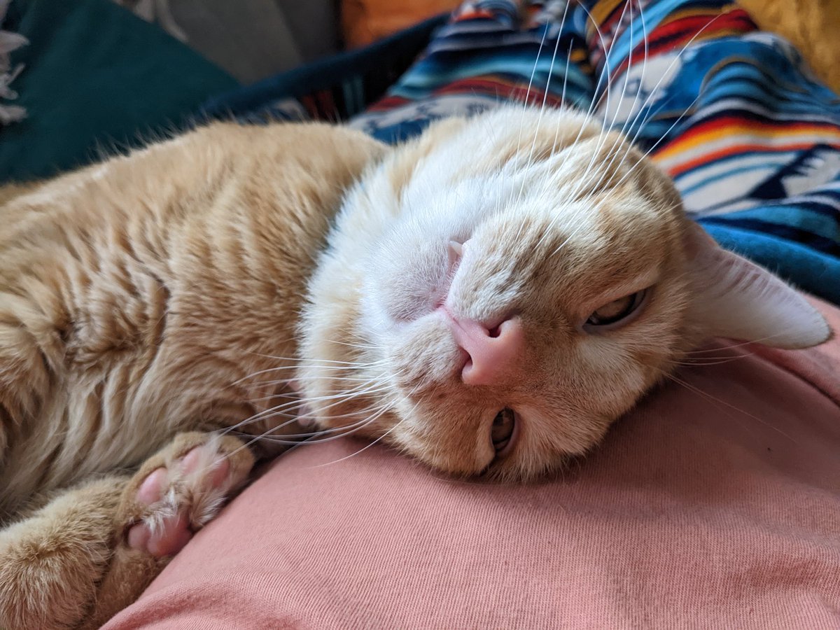 dejohnski's tweet photo. @JortsTheCat But what am I supposed to do if my Jorts merch is named "Dorito" ?? https://t.co/wQh4Pcyuub