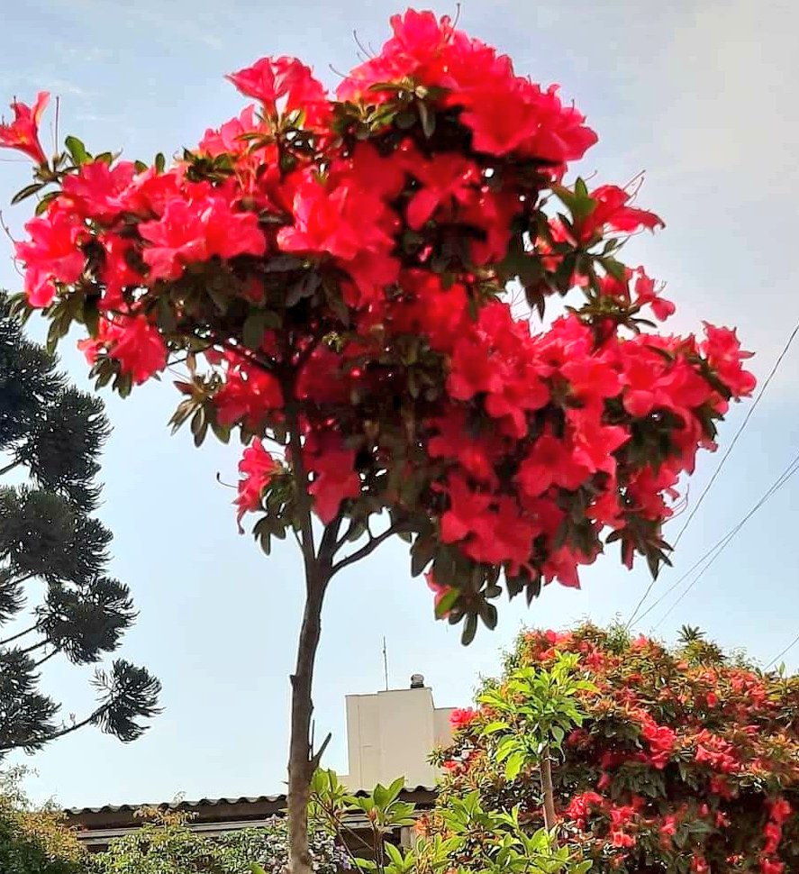 fotos_porai's tweet photo. #natureza #perfeita #flores #azaleia https://t.co/6nLpKm488G