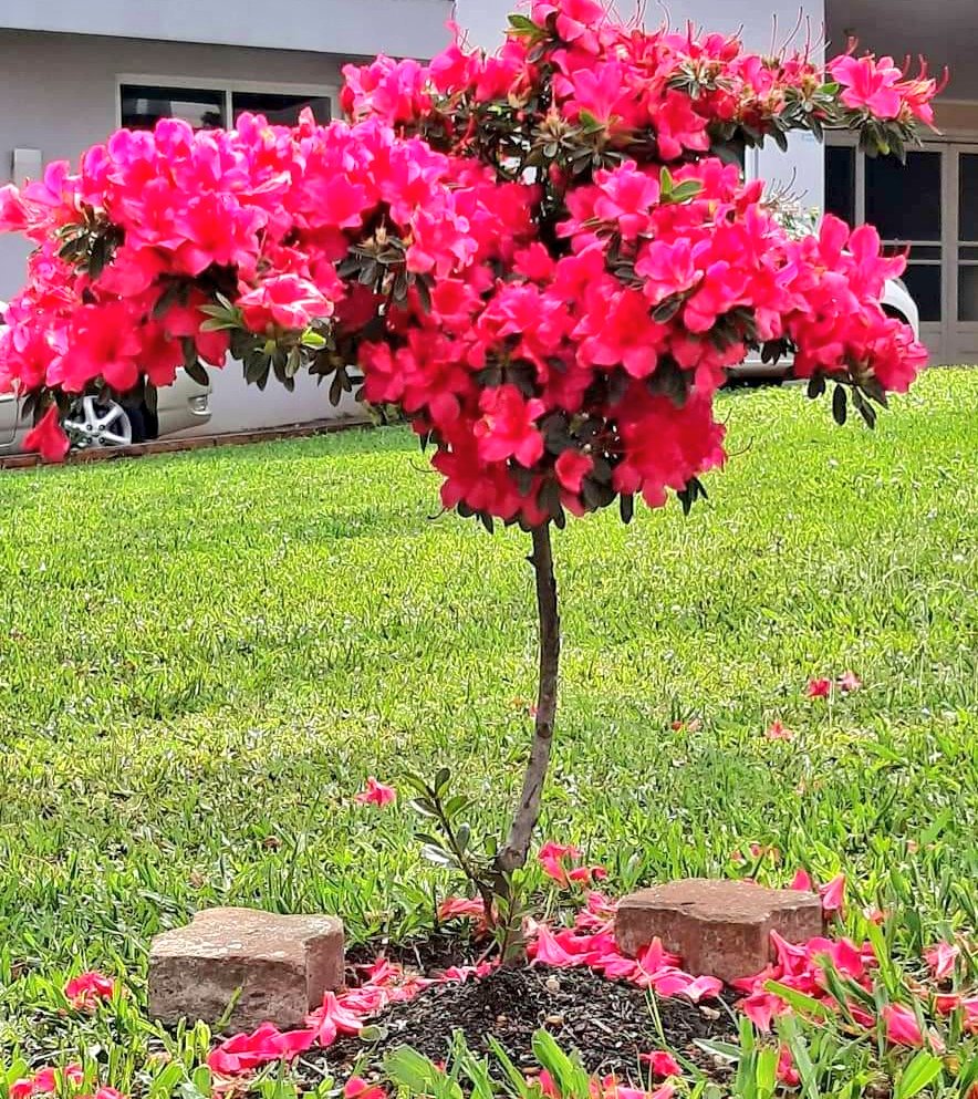 fotos_porai's tweet photo. #natureza #perfeita #flores #azaleia https://t.co/6nLpKm488G