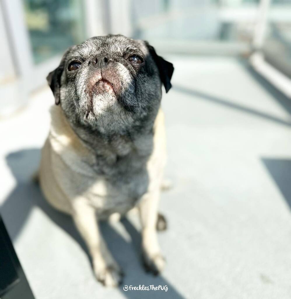 FrecklesThePUG's tweet photo. gooooooood morning! ☀️
#pug https://t.co/wi0tTA3CW5 https://t.co/9tOApwMlMy