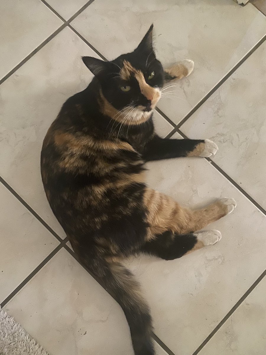 Crönch has determined that there’s too much weather happening outside and as such, her place of slumber shall be the cool bathroom tiles. Smört.