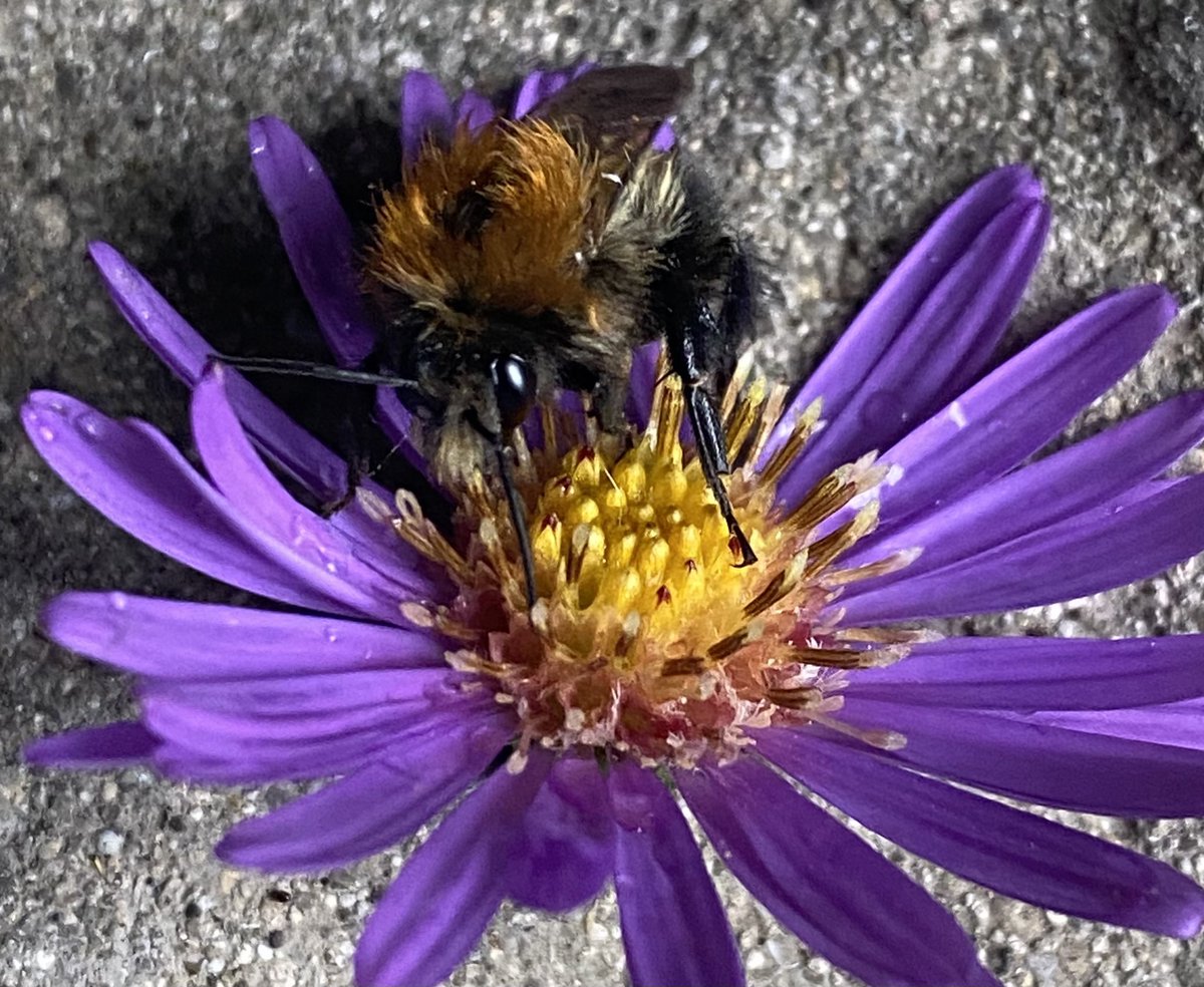TheGreenJeanie's tweet photo. I was picking some #pollinator #flowers for my #naturetable for tomorrow’s event at #sistoncommon #bristol. And look! I picked a #bumblebee! Had to carefully rescue him from the kitchen! Looking forward to our #massplantingchallenge with @avonwt @WestofEnglandCA @sgloscouncil https://t.co/cIk9XgOD8s