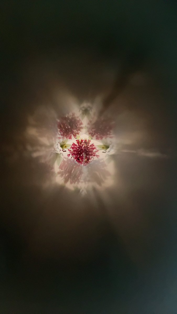 nami050743's tweet photo. 押し花万華鏡試作品

 #押し花万華鏡
 #押し花インストラクター https://t.co/vSfi6ttpqf