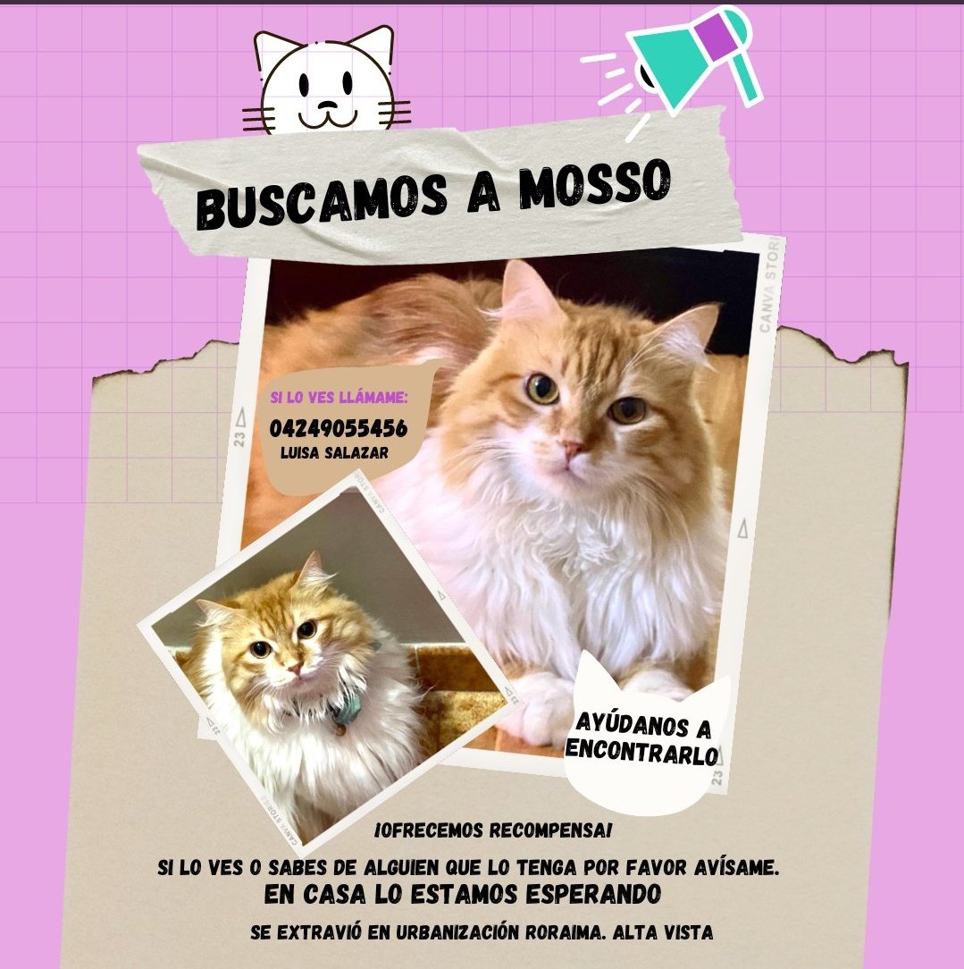 Leonervis's tweet photo. #ServicioPublico Ayuda a encontrar a Mosso https://t.co/7frDdW8BGZ