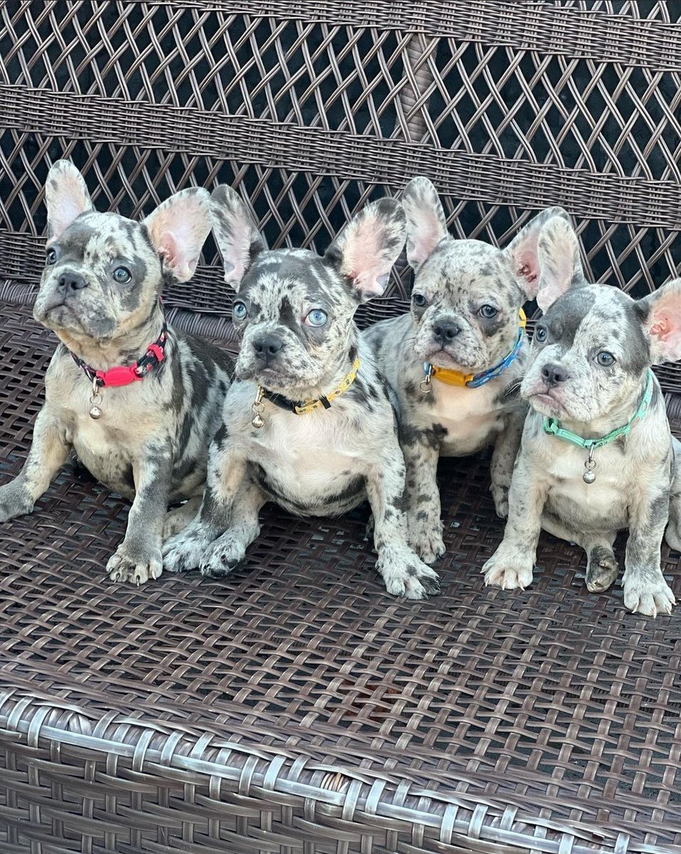 JayloveJl's tweet photo. Puppies available dm for details 
@stayfocusedkennels @jaylovep https://t.co/YThlhEowLI