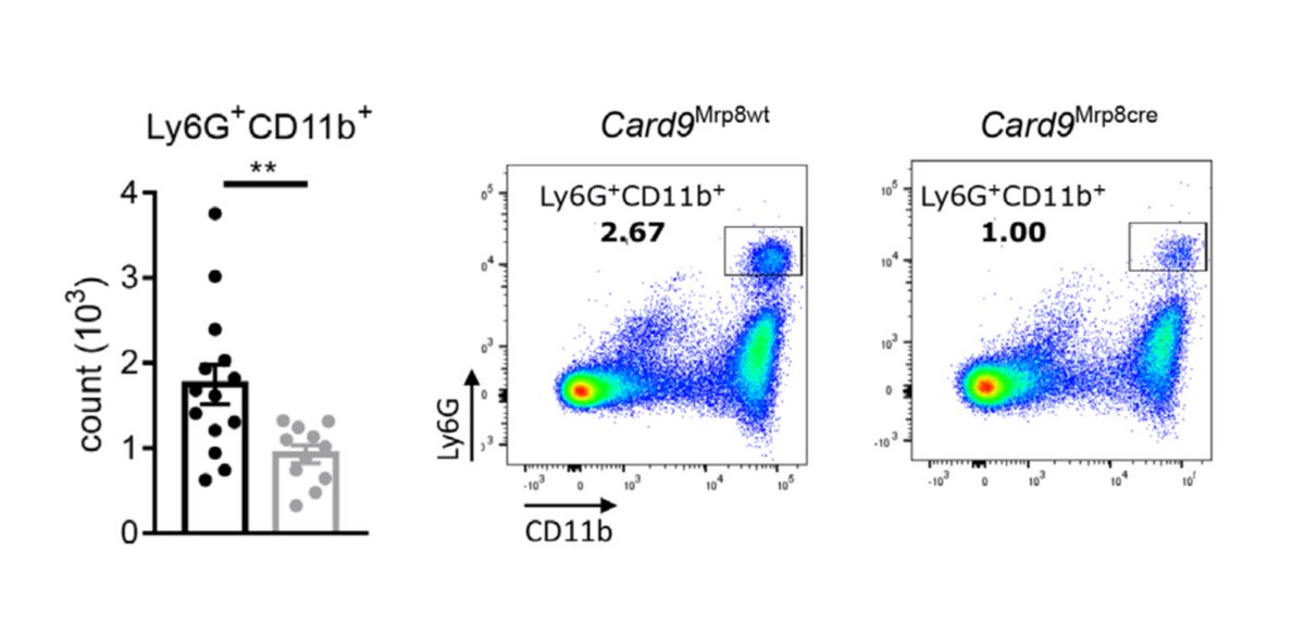 h_sokol's tweet photo. We then observed that #Card9 deletion affects the number of mature neutrophils in the inflamed colon... https://t.co/pJm0gY3Ujq