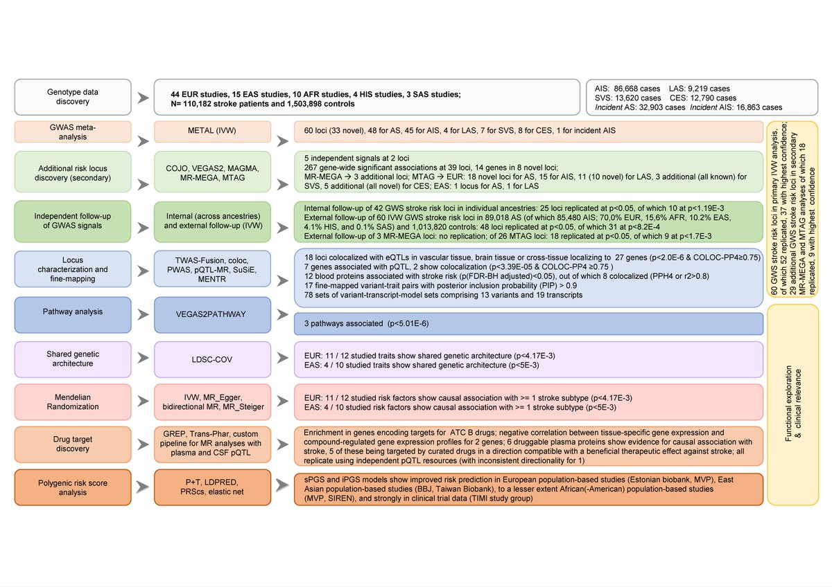 The #GIGASTROKE project engaged numerous cohorts from across the globe, lead by 👩🏼‍💻Prof. Stéphanie Debette and Prof. Martin Dichgans, <a href="/AniketMishra87/">Aniket Mishra</a> @rainermpg <a href="/MilaniLili/">Lili Milani</a> <a href="/tuulijyrgenson/">Tuuli Jürgenson</a> <a href="/NambaShinichi/">Shinichi Namba</a> <a href="/KamanuFred/">Kamanu Frederick</a> <a href="/JennyGenetics/">Dr. Jennifer Huffman</a> 
🧵2/7