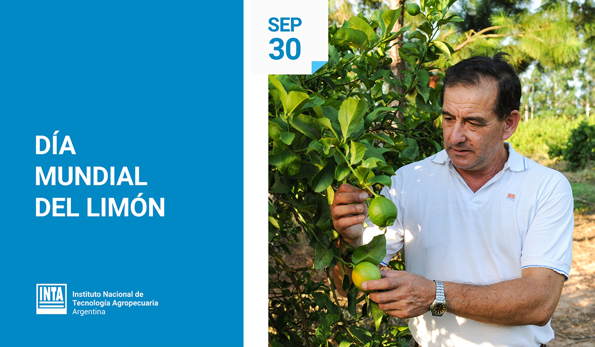 En el #DíaDelLimón, saludamos a quienes se dedican a la producción de este cítrico. Trabajando en la sanidad y el estudio de variedades, desde el INTA seguimos apostando al crecimiento de las cuencas citrícolas, que nos posicionan como el principal país productor de limón 🍋