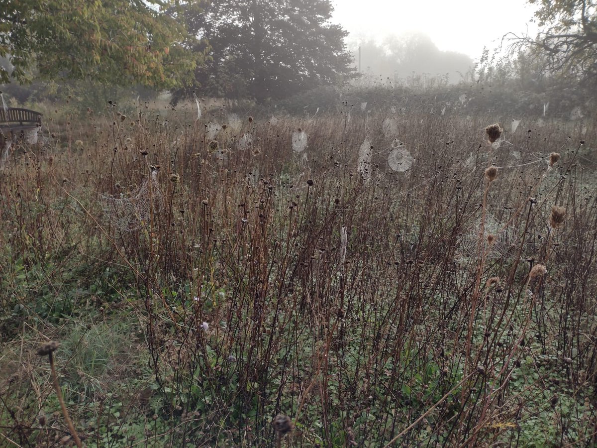 SWTWildFarms's tweet image. A grey misty morning for farm visits in East Suffolk.. 

If you are interested in planting Black Poplars or other Suffolk grown trees contact @SuffolkTrees 
#RightTreeRightPlace