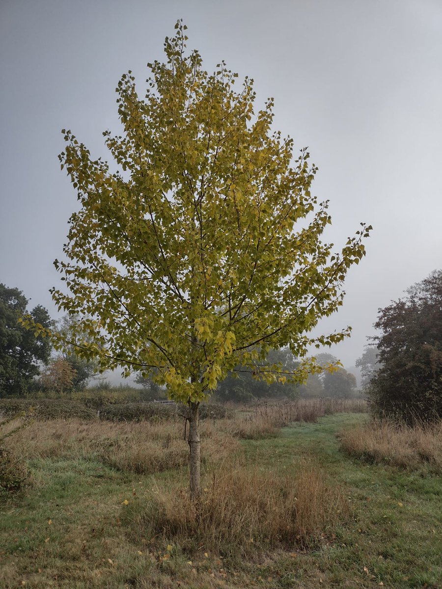 SWTWildFarms's tweet image. A grey misty morning for farm visits in East Suffolk.. 

If you are interested in planting Black Poplars or other Suffolk grown trees contact @SuffolkTrees 
#RightTreeRightPlace