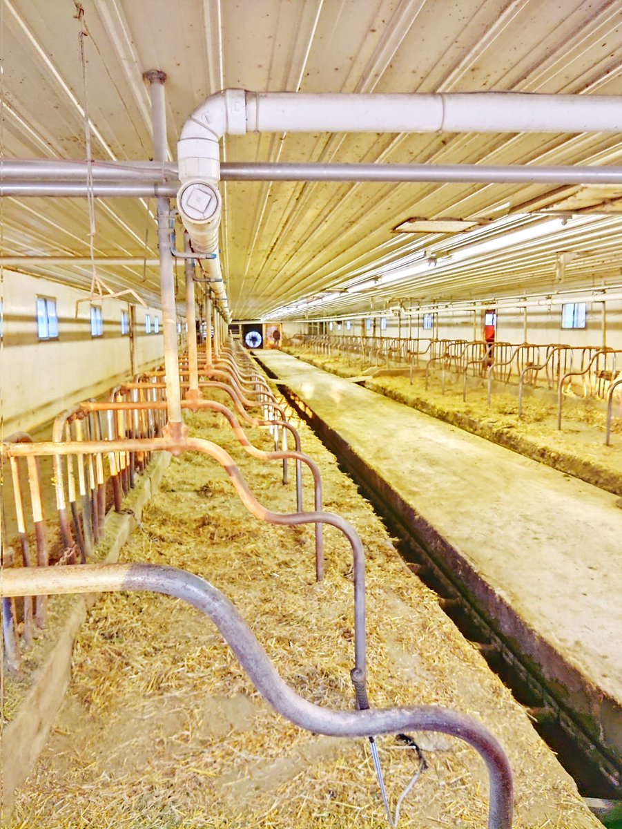 Bitter sweet end to our dairy careers after 60 year's on this farm and milking 47 my self it was time for them to go 🥲