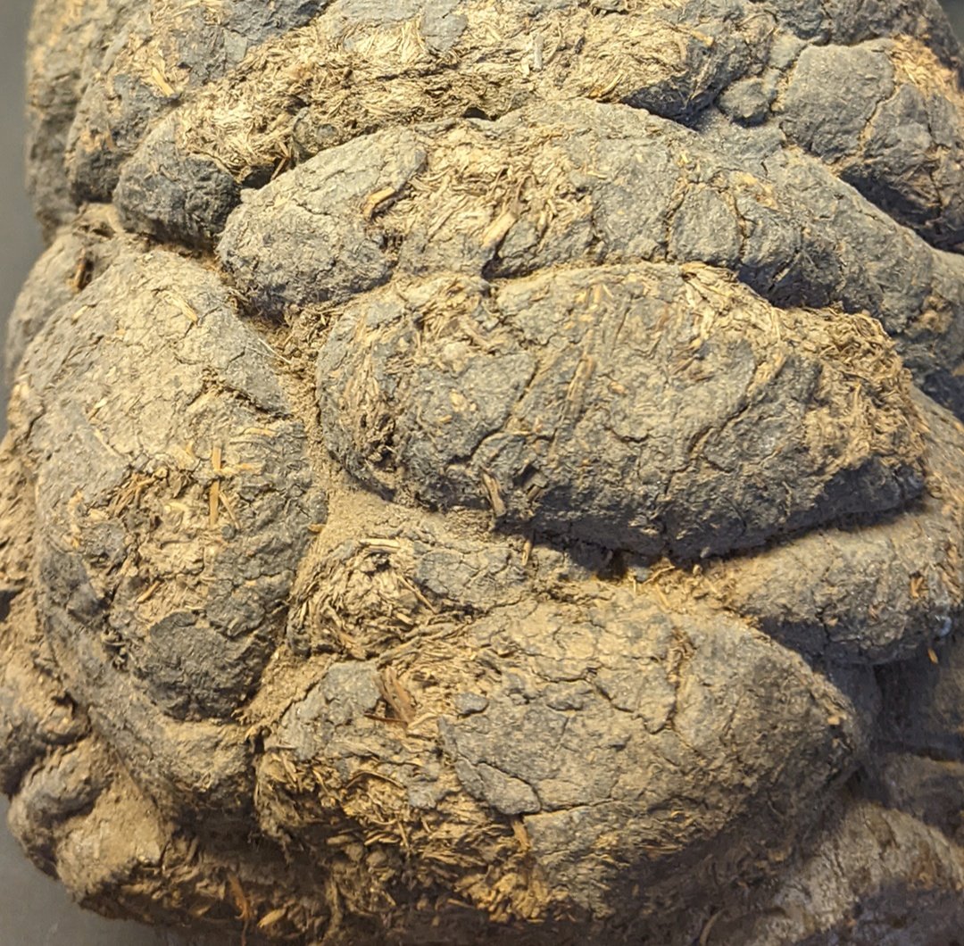 museodelaplata's tweet photo. El término coprolito hace referencia a la material fecal fosilizada producida por organismos que vivieron en el pasado. Estos materiales son interesantes porque brindan información directa sobre la dieta de los animales.
#FossilFriday #coprolitos. https://t.co/Hu5hBKXC1d